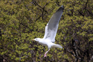 Seagul again:)