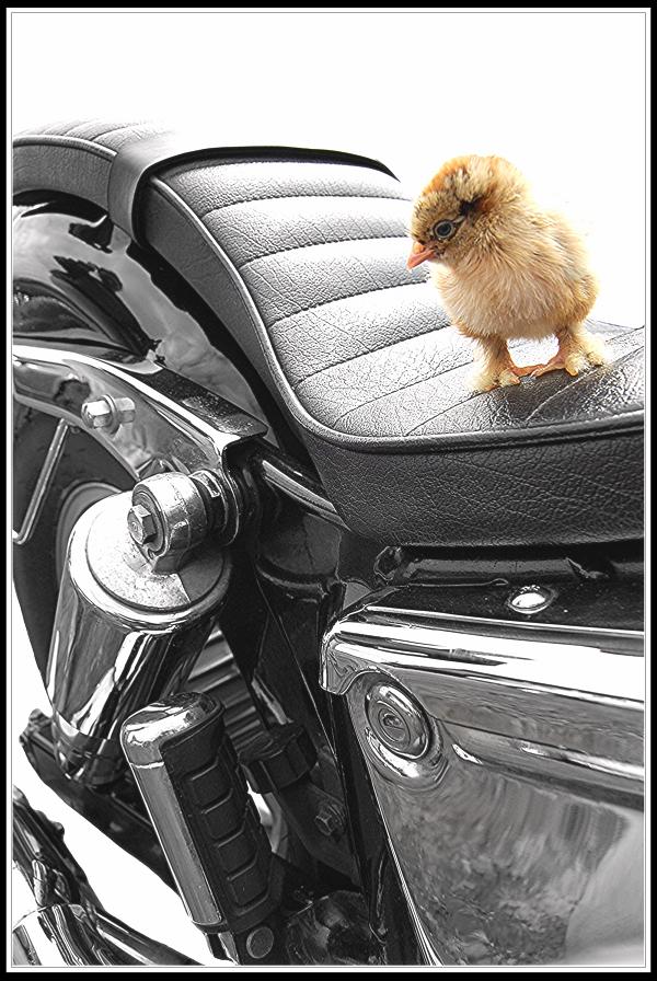 riding chick