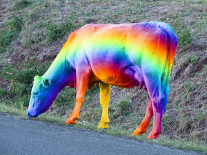 Somewhere Udder TheRainbow