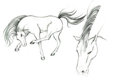 horses