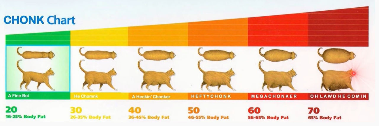 Chonk Chart by eduka1 on DeviantArt