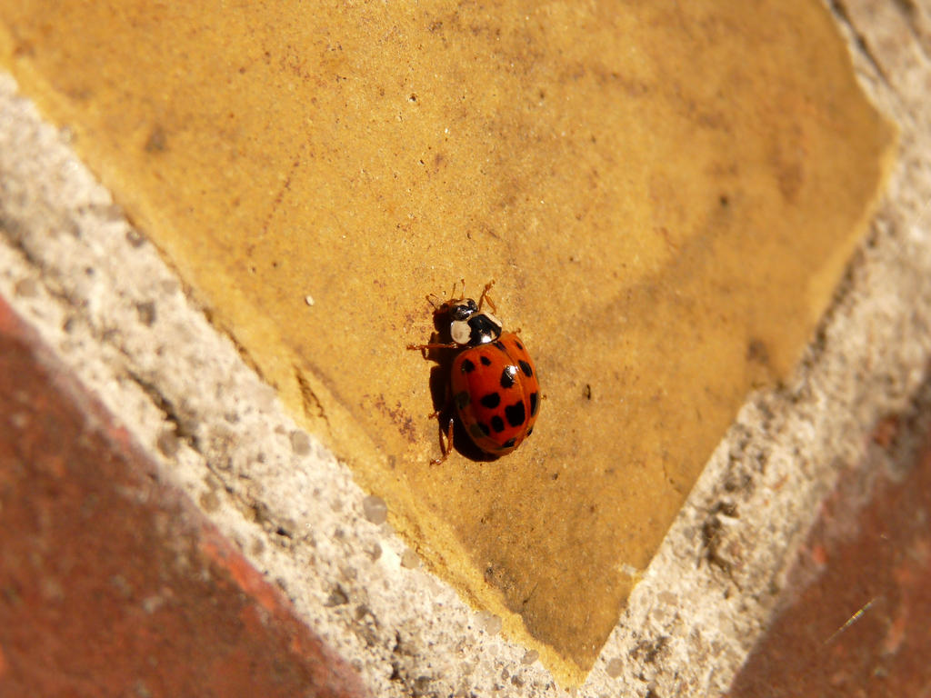 Coccinelle