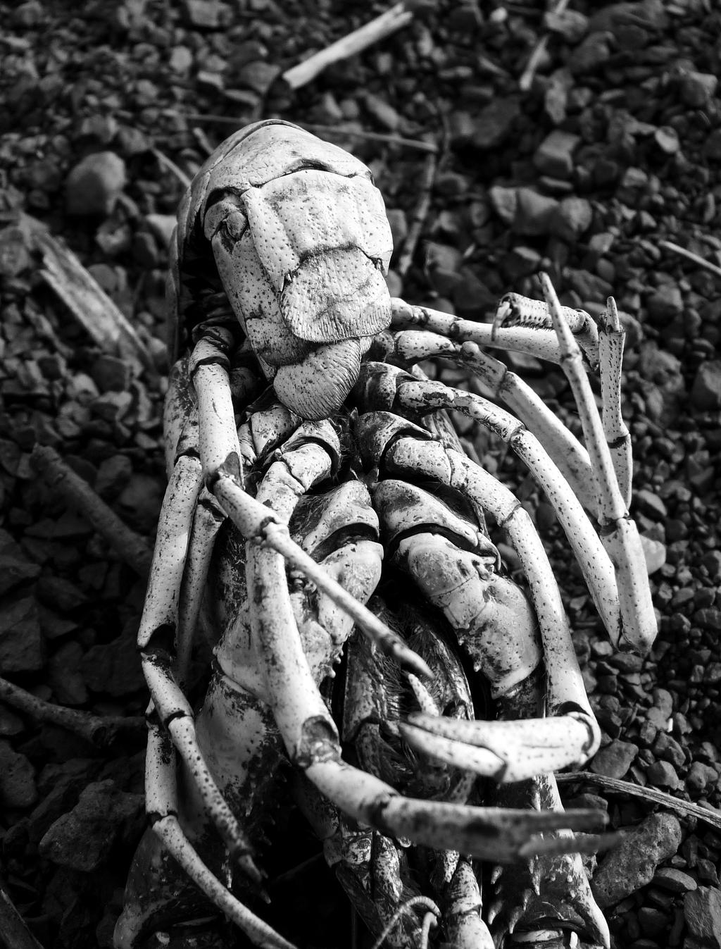 Baby alien by Betagalactosidase on DeviantArt