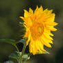 Sun flower II