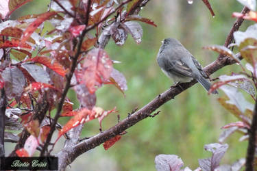 S.L.A.T.E. - Dark-eyed Junco