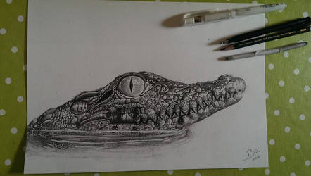 Crocodile Drawing