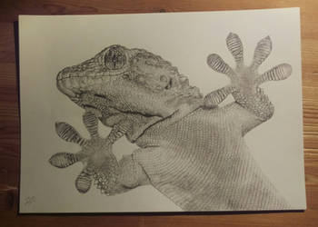 Gecko Drawing