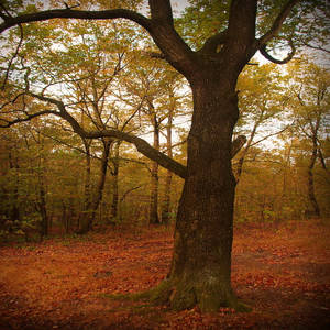 Autumn in the Small Carpathians II