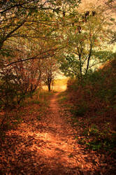 Autumn in the Small Carpathians III