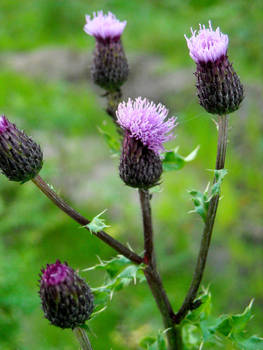 shy flower