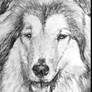 Rough Collie