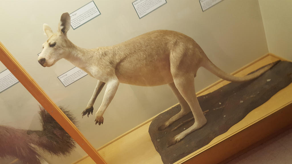 kangaroo by Tevnir on DeviantArt