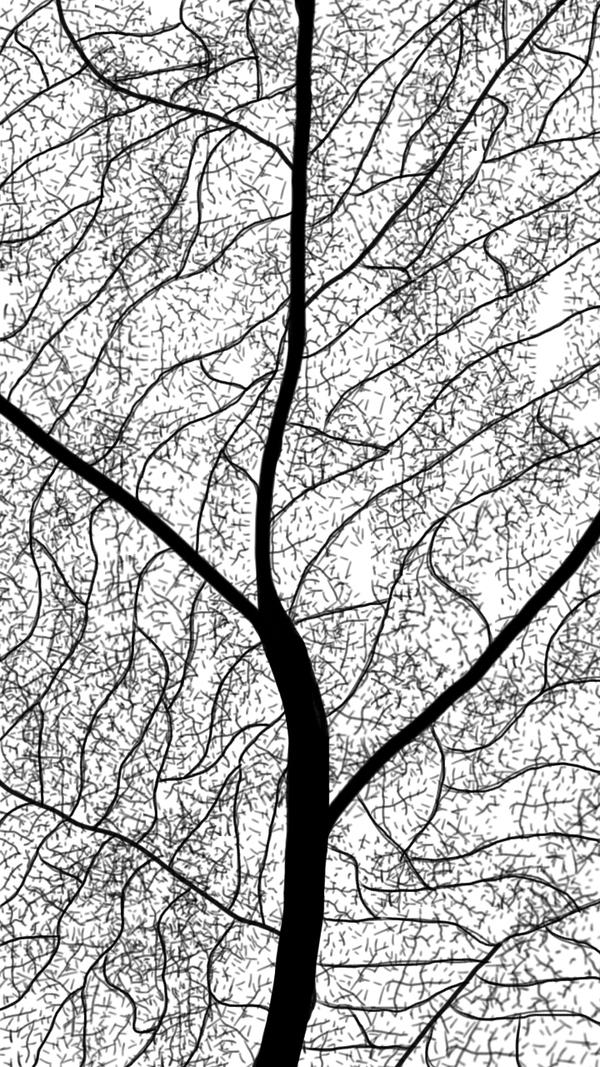 NATURAL TEXTURE: LEAVES by lai-ka on DeviantArt