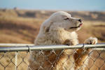 ''The Sweet Taste of FREEDOM'' by IJS-Creations