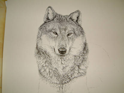 wolf