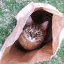 Cats love paper bags.