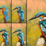 Kingfisher Colour Study-Process