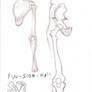 Study on Shoulder (back) and Pelvis (Front)