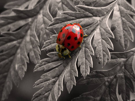 Isolated Ladybug