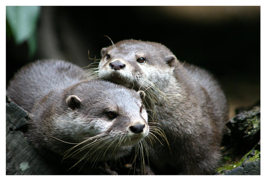 otter love