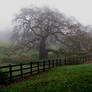 Characterful tree, foggy day