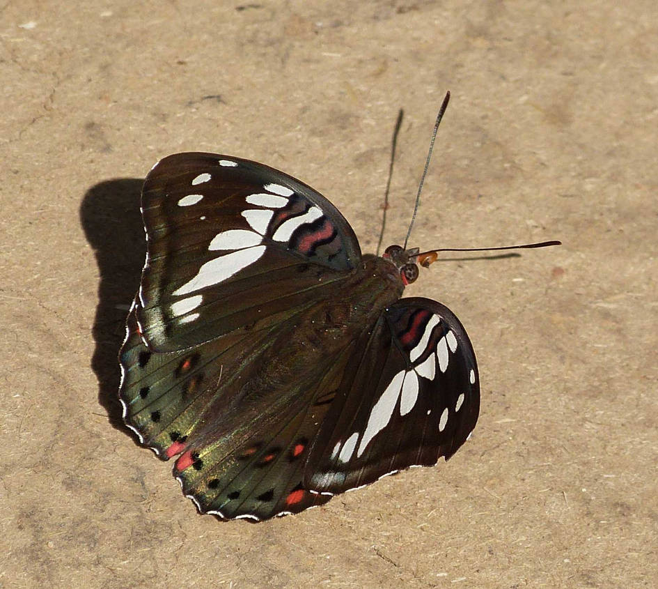 Titli Insect Titli - Indian butterfly by coshipi on DeviantArt