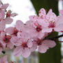 Cherry blossom