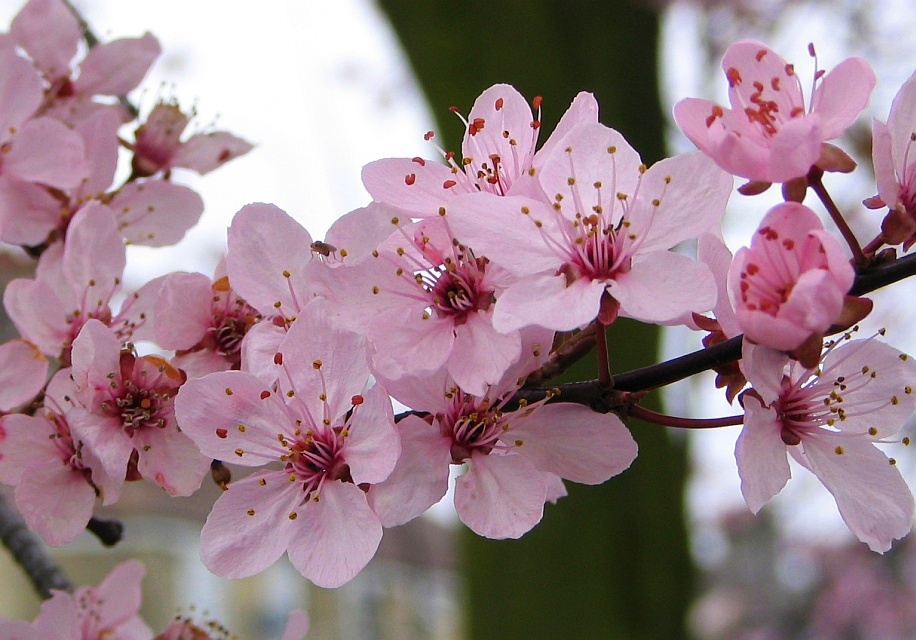 Cherry blossom