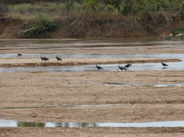 Black Ibises
