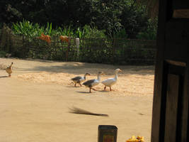 Geese and Maize