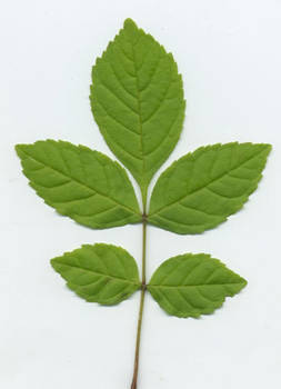 Weed / sapling