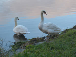 Two Swans