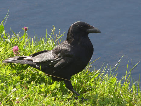 Crow