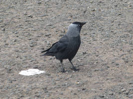 Jackdaw