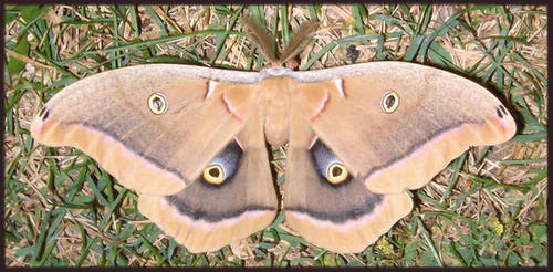 Polyphemus moth