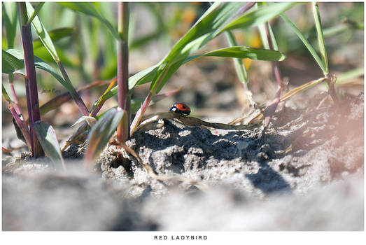 Lady Bird