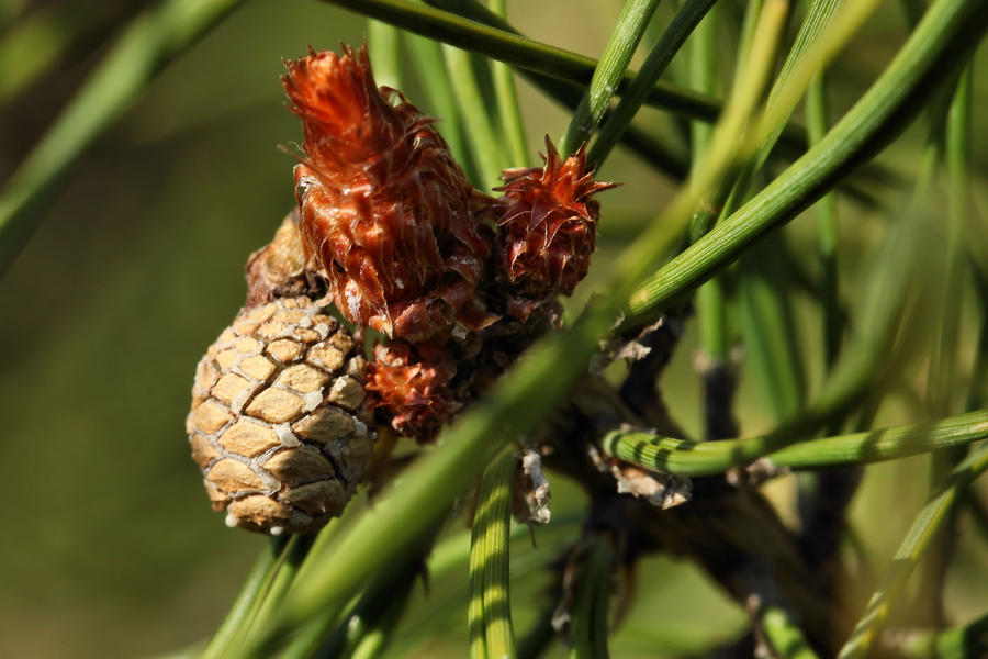 Cone Blooms