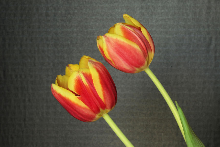 Two Tulips