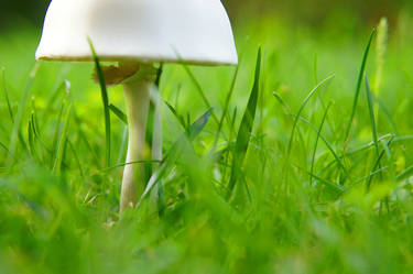 Mushroom in my Garden