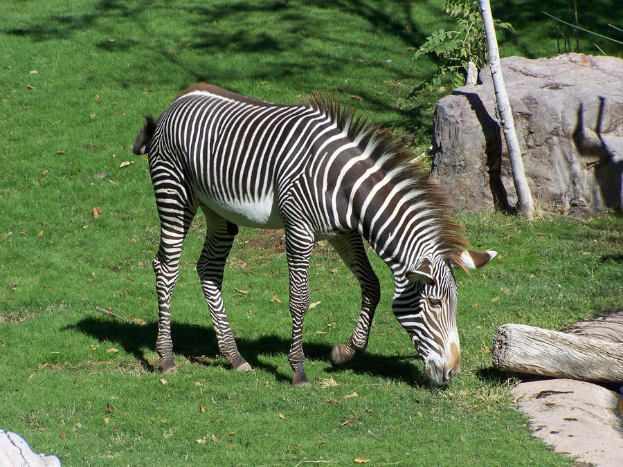 Zebra Stock 10