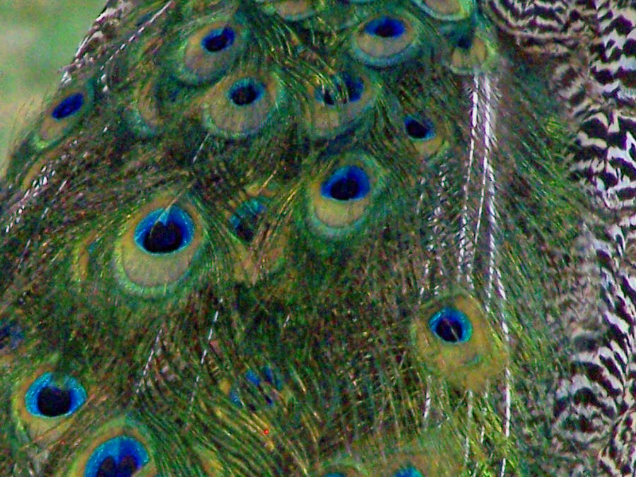 Peacock Feather Stock 1