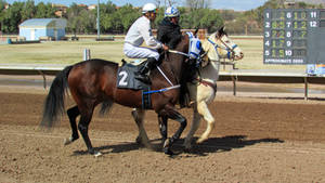 Racehorse Stock 22