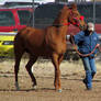 Racehorse Stock 45