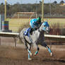 Racehorse Stock 73