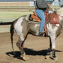 Lead Pony Stock 08