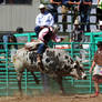 Bull Busting Stock 03