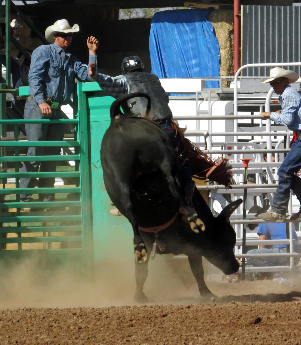 Bull Busting Stock 10