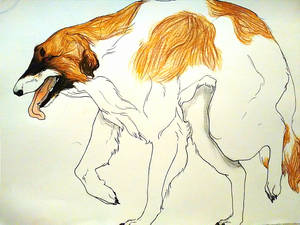 Borzoi