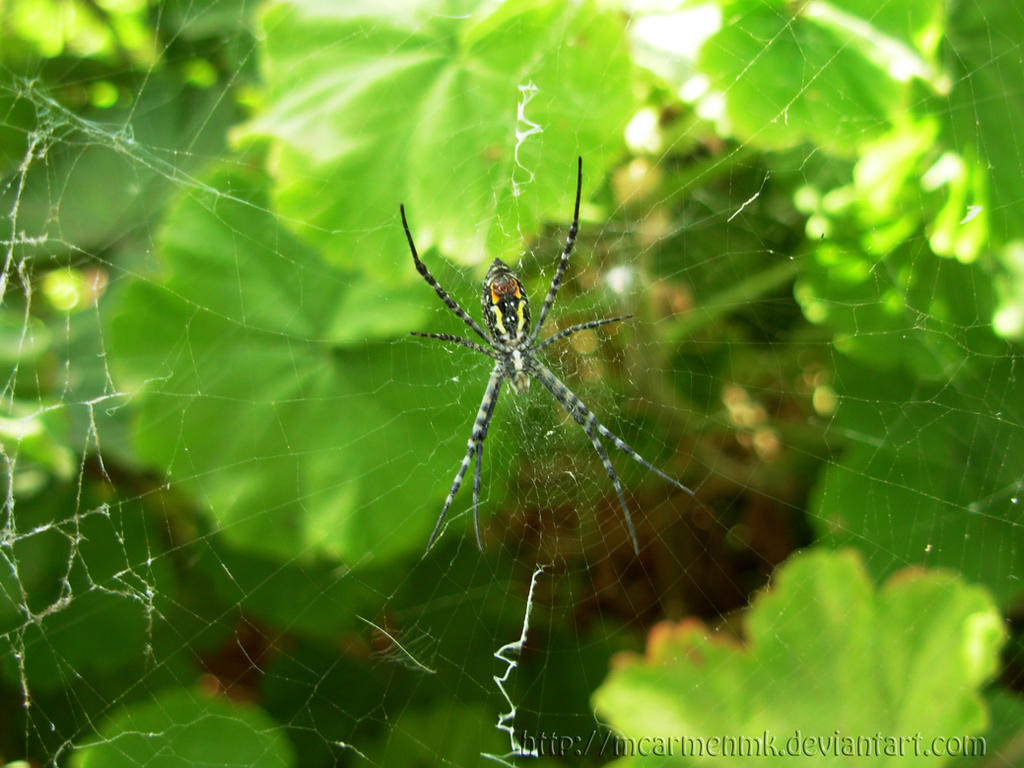 Spider Insect Deviantart Spider by MCarmenMK on DeviantArt