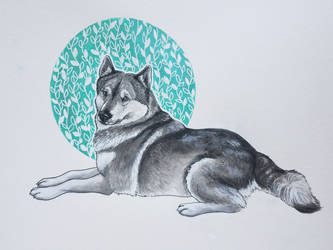 Husky on green